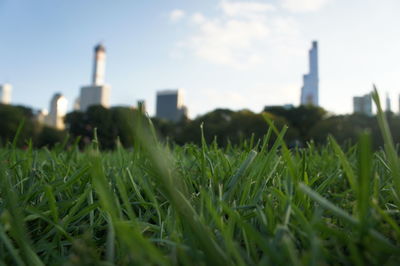 Surface level of grassy field against sky