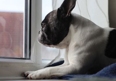 Close-up of dog looking through window