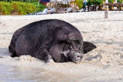 Close-up of a boar drinking water