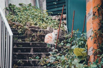 Plants growing in yard of building
