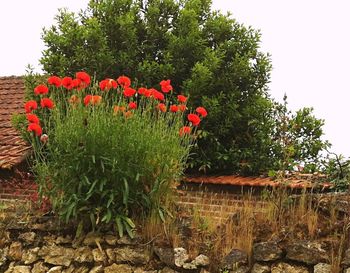Red flowers growing in field