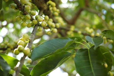 Close-up of fruit growing on tree