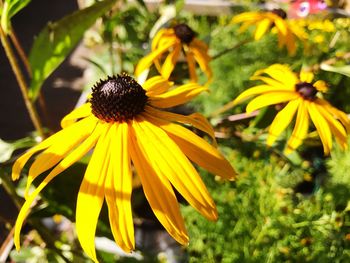 Close-up of yellow daisy blooming outdoors