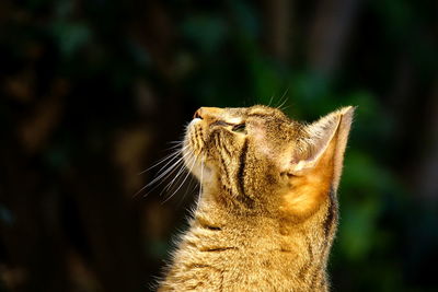 Close-up of a cat looking away