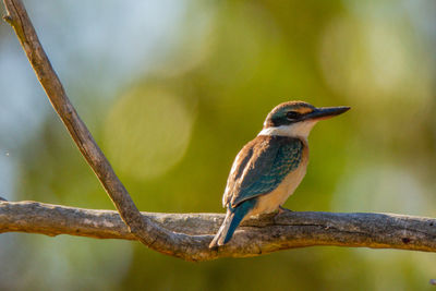 Close-up of bird perching on branch