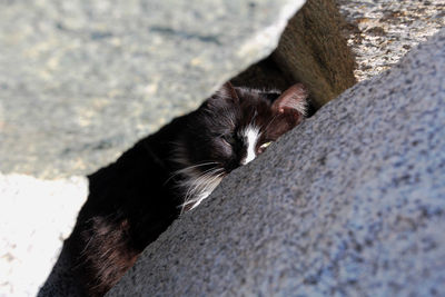 Close-up portrait of cat