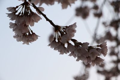 Low angle view of cherry blossoms against sky