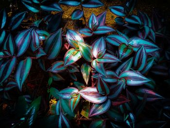 Full frame shot of flowering plants