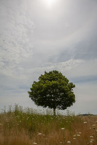 Plant growing on land against sky