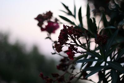 Close-up of red flowering plant against sky
