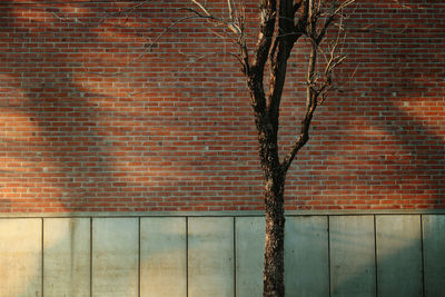 Bare tree against brick wall