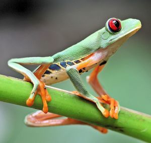 Close-up of a lizard on a branch