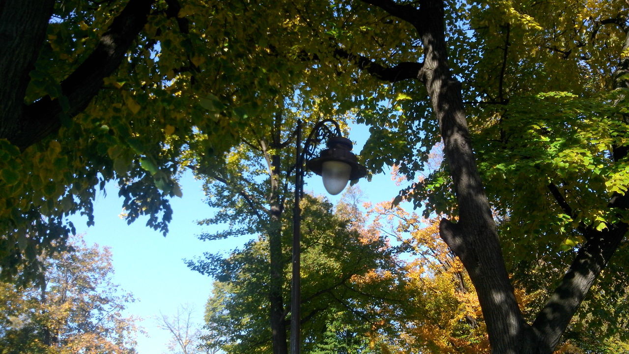 Green trees and blue sky