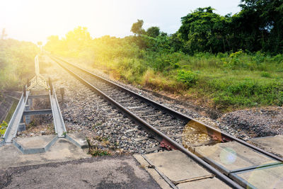 Railroad tracks amidst trees