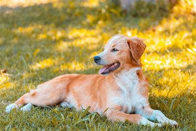 Dog relaxing on field