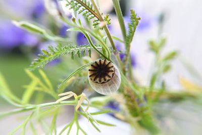 Close-up of flower against blurred background