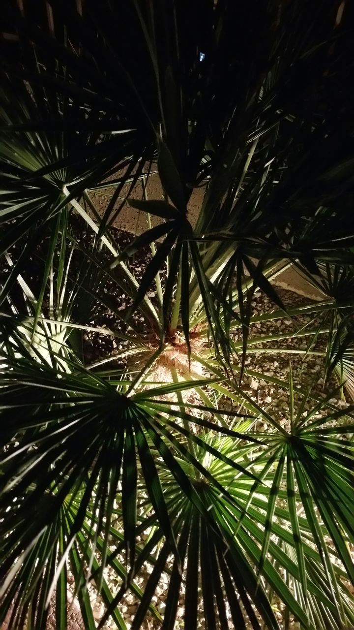 low angle view, tree, palm tree, night, growth, nature, outdoors, palm leaf, sky, branch, no people, leaf, illuminated, backgrounds, full frame, built structure, tranquility, pattern, tall - high