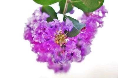 Close-up of purple flowers against white background