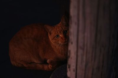 Close-up portrait of cat in darkroom