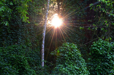 Low angle view of trees