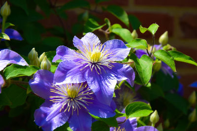 Close-up of purple flowering plants