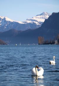 Swans swimming in lake