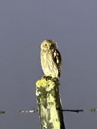 animal wildlife