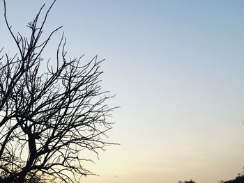 Low angle view of bare tree against clear sky