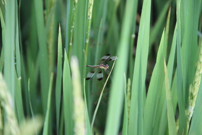 Close-up of insect on grass