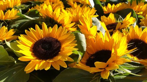 Close-up of yellow flowering plant