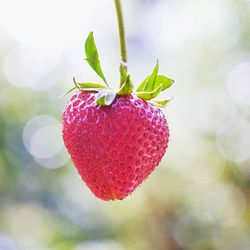 Close-up of strawberry on branch