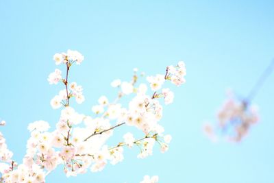 Low angle view of cherry blossoms against sky