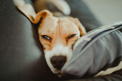 Close-up portrait of dog resting on sofa