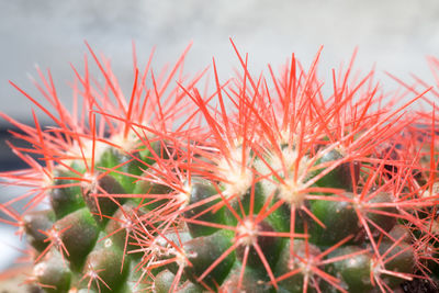 Close-up of succulent plant