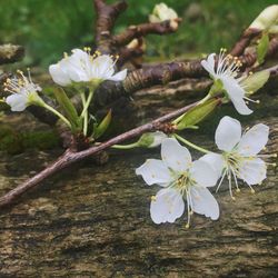 Close-up of white flowers