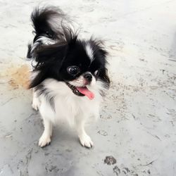High angle view of japanese chin on floor