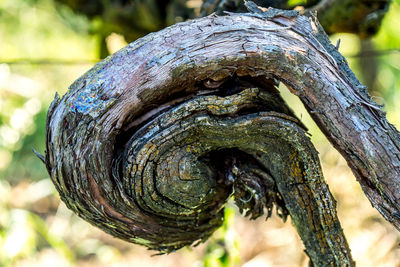 Close-up of lichen on tree trunk