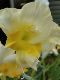 Close-up of yellow daffodil flower