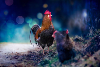 Rooster and hen on field