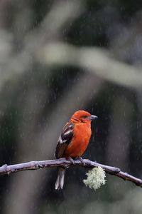 Close-up of bird perching on water