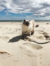 View of a dog on beach