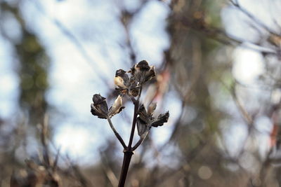 Close-up of wilted plant