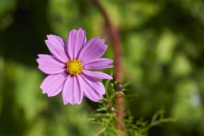 Close-up of purple daisy flower