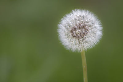 Close-up of dandelion flower