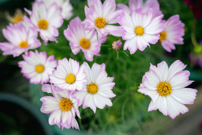 Close-up of pink flowers