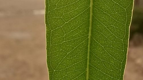 Close-up of fresh green leaf