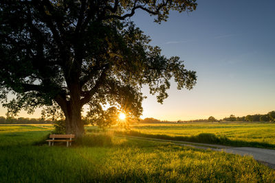 Trees on field against sky during sunset