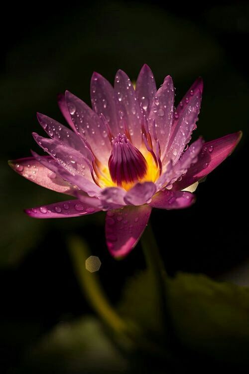 flower, petal, freshness, flower head, fragility, drop, water, beauty in nature, growth, close-up, single flower, wet, nature, blooming, pollen, in bloom, focus on foreground, selective focus, stamen, plant