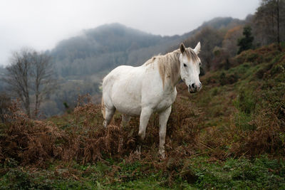Sheep standing in a field