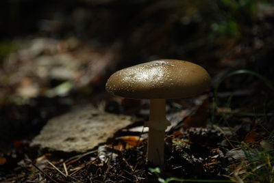 Close-up of mushroom on field